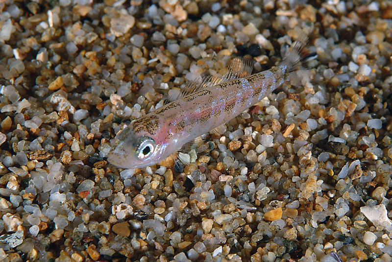 juvenile Sarpa salpa e juvenile Spicara sp.